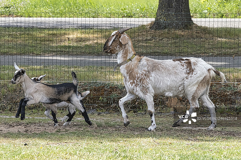 两只棕色的角、棕色的小山羊，在春天的草地上奔跑，跟着妈妈，选择性的专注图片素材