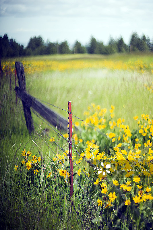 黄色的野花草地，集中在栅栏柱上图片素材