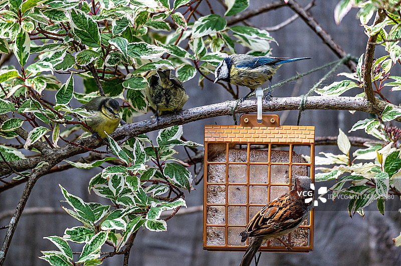 一科蓝雀，雄性家麻雀栖息在板油饲料上图片素材