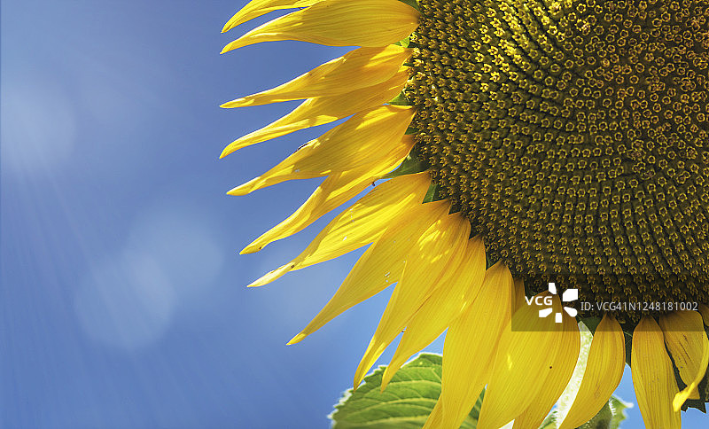 巨大的黄色向日葵在蓝色的天空盛开的特写图片素材