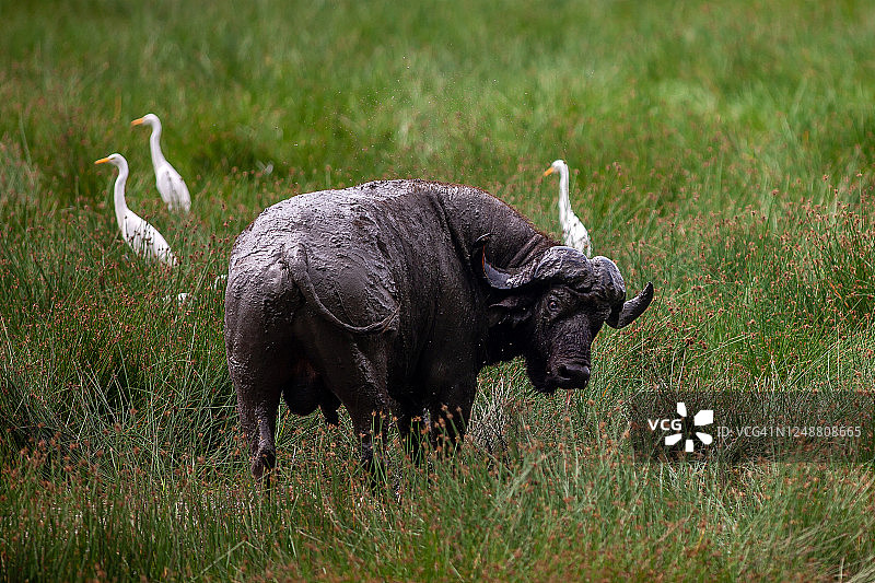 非洲水牛(Syncerus caffer)的景象被牛白鹭包围着吃草和看着相机图片素材