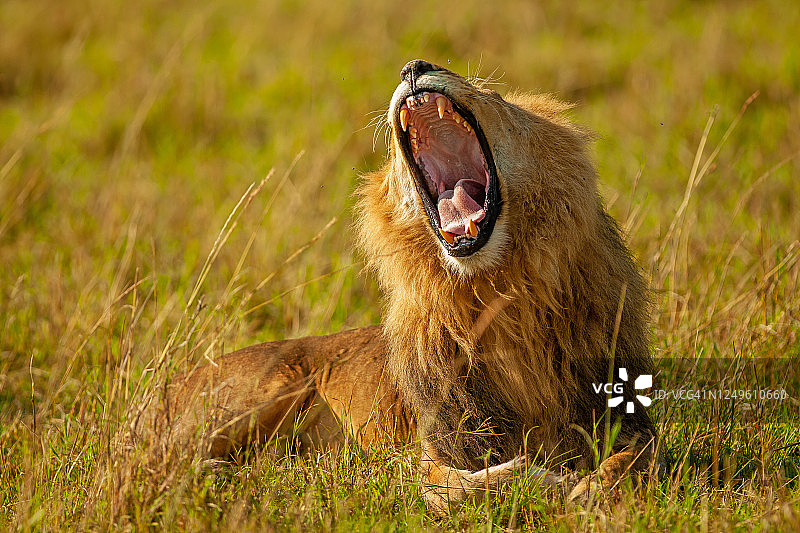 近距离观察成年雄狮(Panthera leo)正在咆哮图片素材