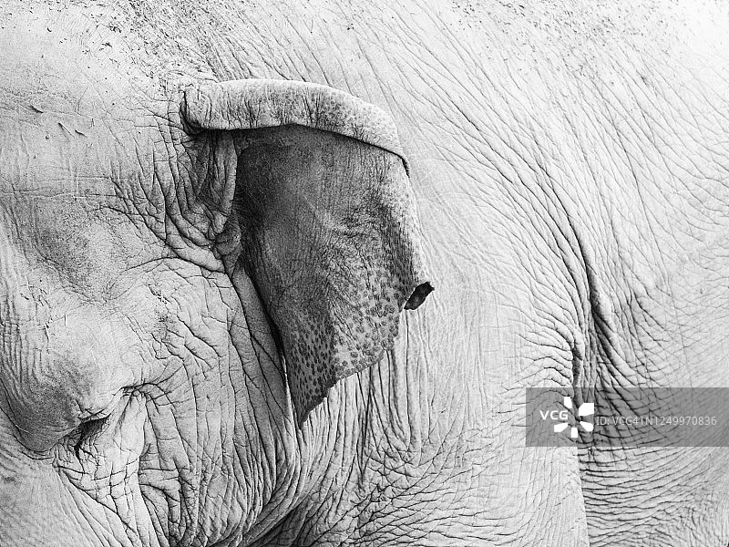 特写镜头的亚洲大象在黑色和白色图片素材
