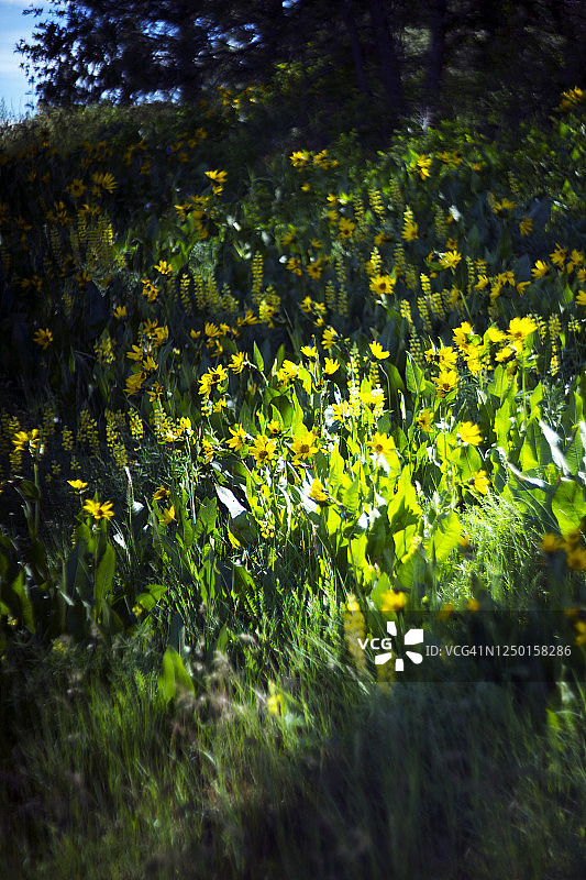 阳光散布在野花丛生的草地上图片素材