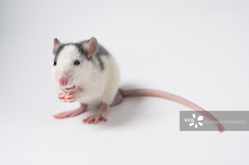 一只灰色的老鼠坐在白色的背景上图片素材