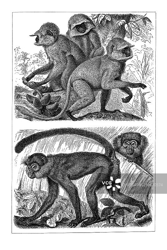 古老的猿猴雕刻插图。图片素材