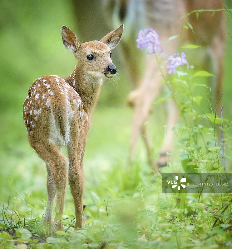 年轻的小鹿在春天的颜色给希望图片素材