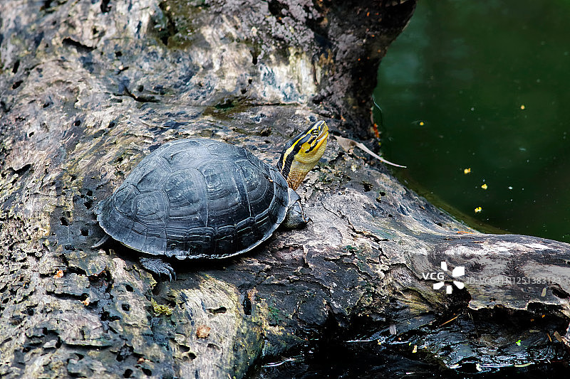 黄头寺龟在树上有一只大龟图片素材