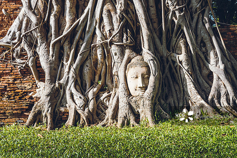 沙岩佛头的特写在树根Wat Mahathat寺在大城府，泰国，亚洲图片素材