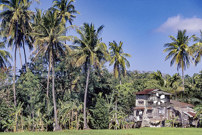 菲律宾椰子树和稻田图片素材