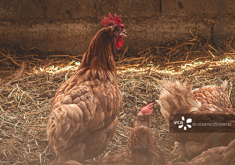 室内家禽养殖场养殖鸡，喂鸡，肉鸡喂鸡用有机食品。图片素材