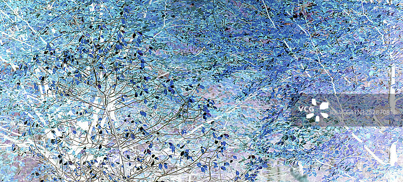 一个充满活力的蓝色，抽象的图像美丽的桦树叶子使用柔和的蓝色调图片素材