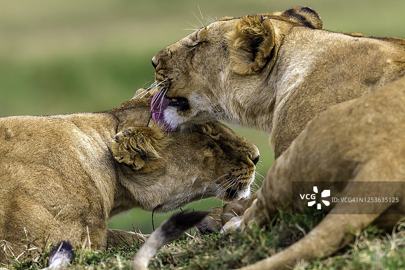 马赛马拉梳理毛发的母狮图片素材