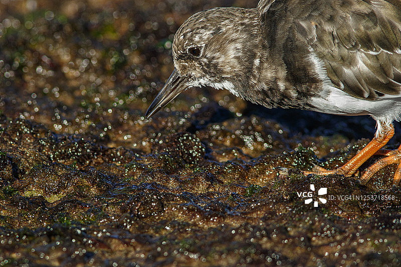 红土Turnstone (Arenaria解释)在海滩岩石上进食图片素材