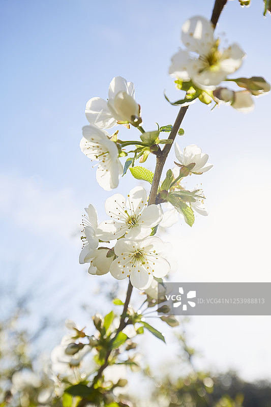 白色的樱花枝在春天的太阳和天空的映衬下图片素材