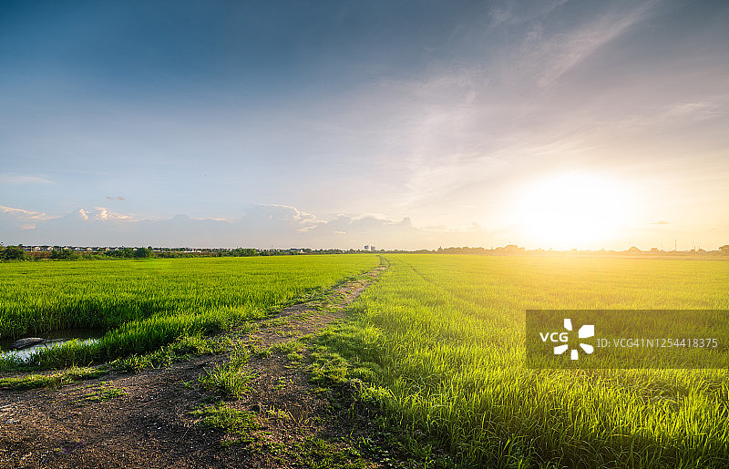 日落时分稻田的风景图片素材