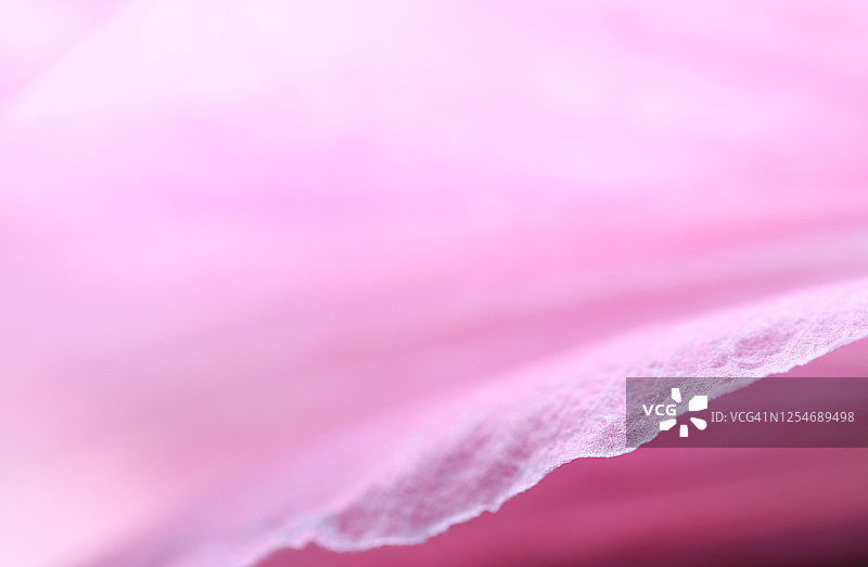 淡粉色木槿花的花瓣边缘创造了一个抽象的形象图片素材