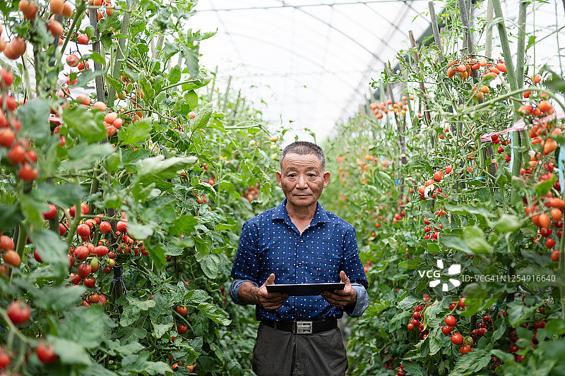 老人站在番茄田里，用数码平板图片素材