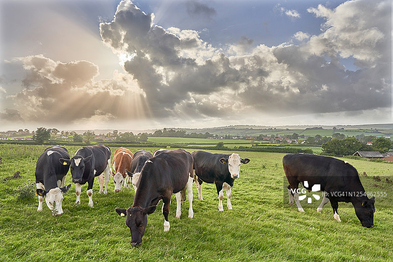 年轻的奶牛在吃新鲜的牧场图片素材
