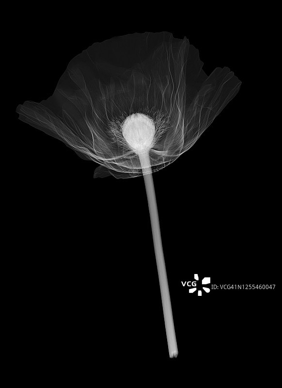 罂粟(罂粟)，x光片图片素材