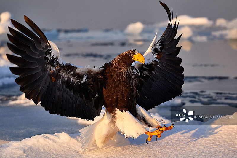 虎头海鹰在知床半岛，北海道，日本图片素材