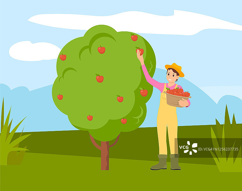 一个农夫正在把苹果从树上摘到篮子里图片素材