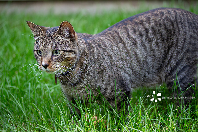 草地上的小灰虎斑猫图片素材