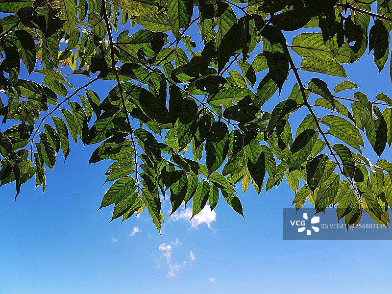 低角度的树叶对蓝色的天空图片素材