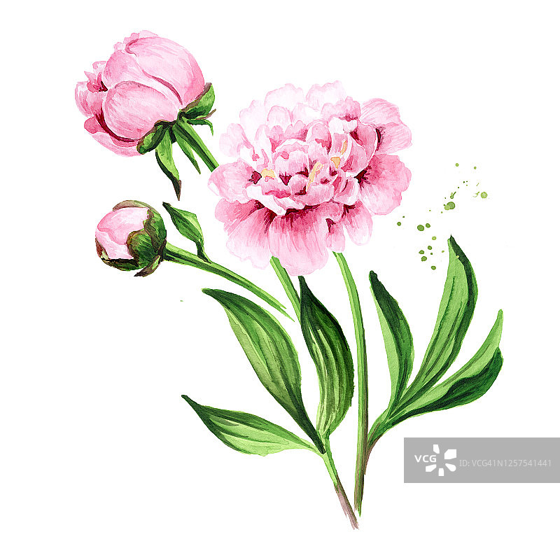粉红牡丹花束。手绘水彩插图孤立的白色背景图片素材
