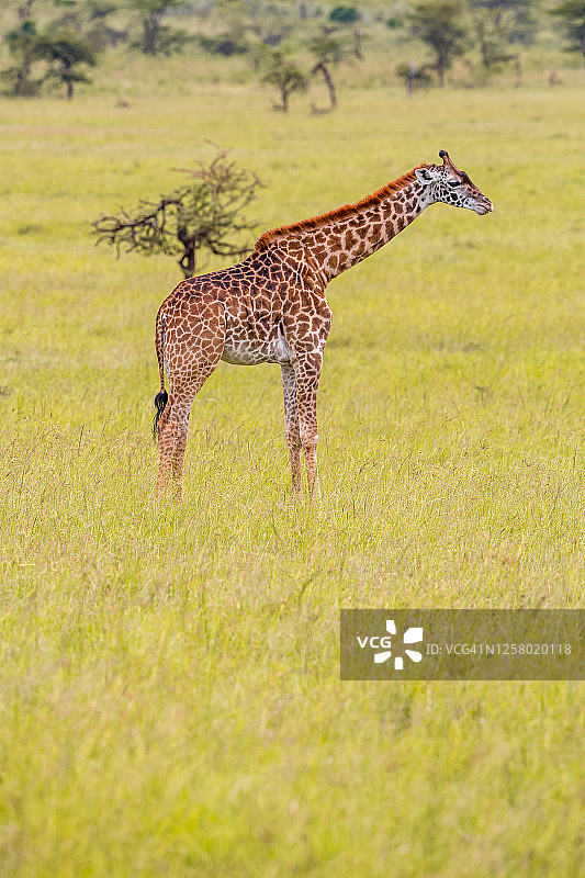 马赛长颈鹿在吃野生金合欢树图片素材
