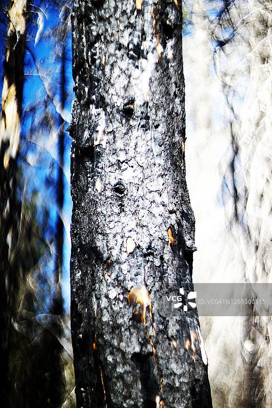 吉福德平肖国家森林烧焦的树干图片素材