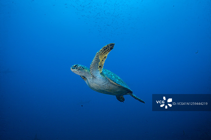 水下拍摄的绿海龟和玳瑁海龟图片素材
