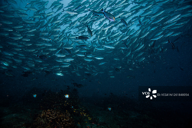 鱼群，一群热带鱼图片素材