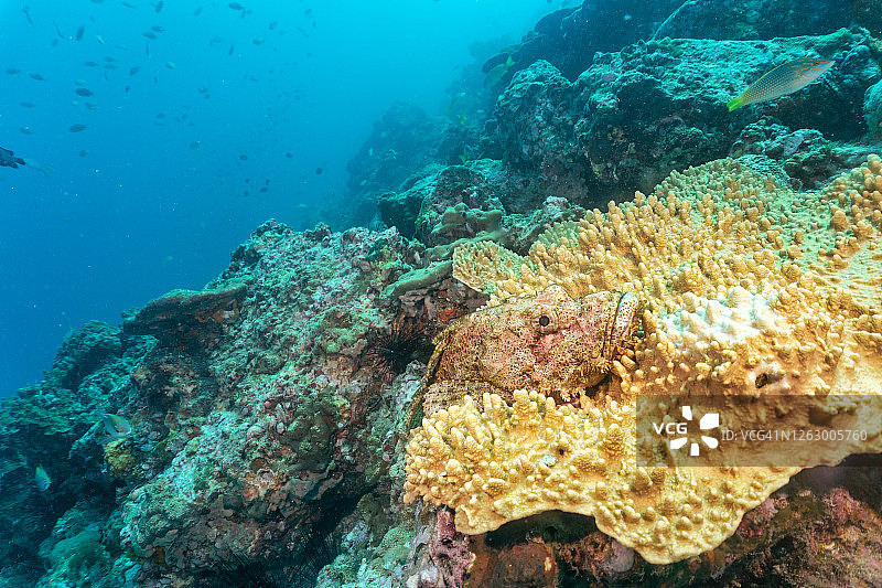蝎子鱼伪装在水下的珊瑚礁上图片素材