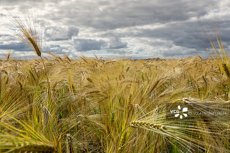在英国北约克郡瑟斯克附近的田野里，长胡子大麦即将迎来第一次丰收图片素材