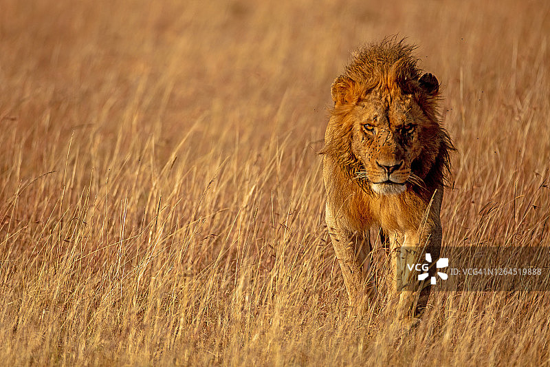 这是一只成年雄狮(Panthera leo)的特写镜头，它在平原上行走，看着镜头图片素材