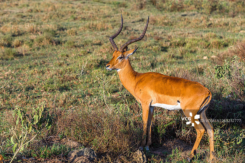 在野外吃草的雄性黑斑羚，侧视图图片素材