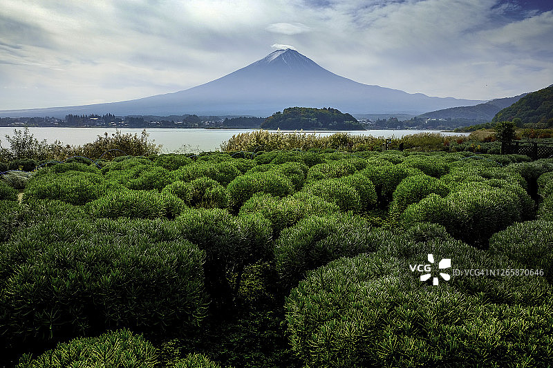 富士山景观与川口湖和花园前景在藤川口湖，日本。图片素材