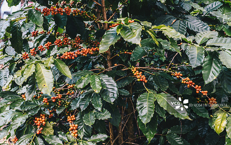 农场咖啡种植园中的咖啡树。图片素材