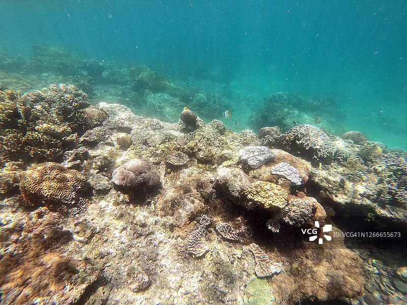 珊瑚的障碍。水下拍摄图片素材