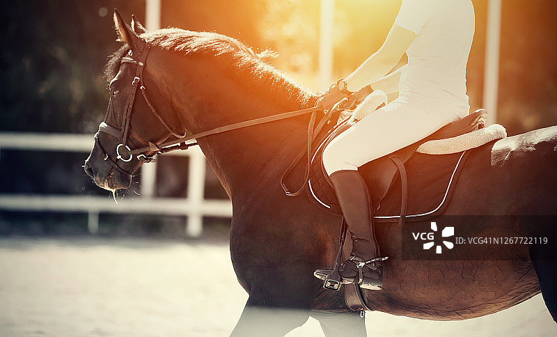 肖像运动棕色骏马在笼头。骑手的腿在马镫上，骑着一匹红马。图片素材