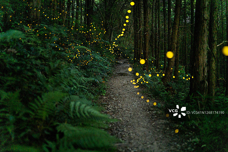 萤火虫晚上在森林里发光图片素材