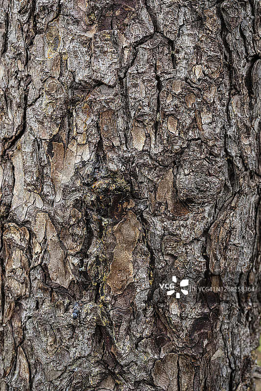 松树树皮纹理背景图片素材