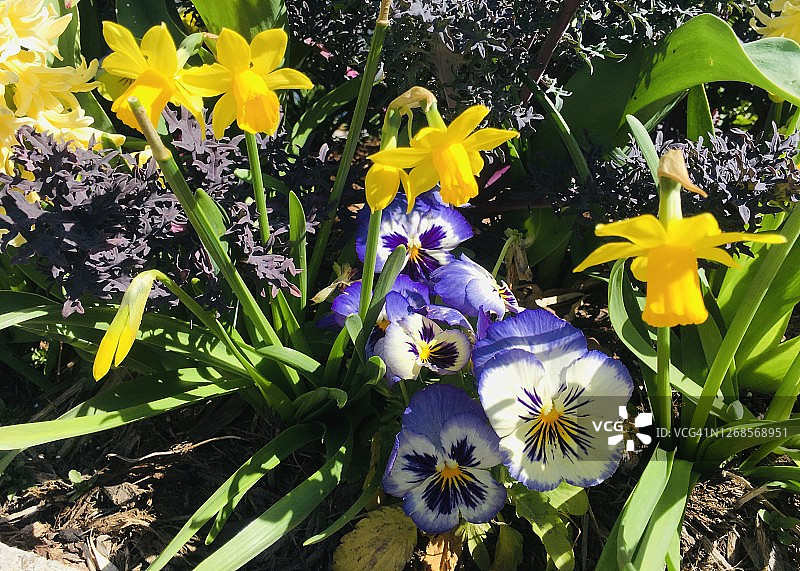 花园里的水仙花和三色堇图片素材