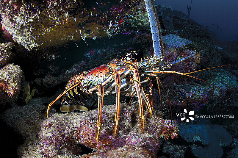 一个彩色的龙虾。博内尔岛珊瑚礁图片素材