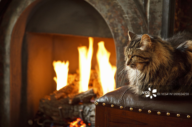 火烤猫图片素材