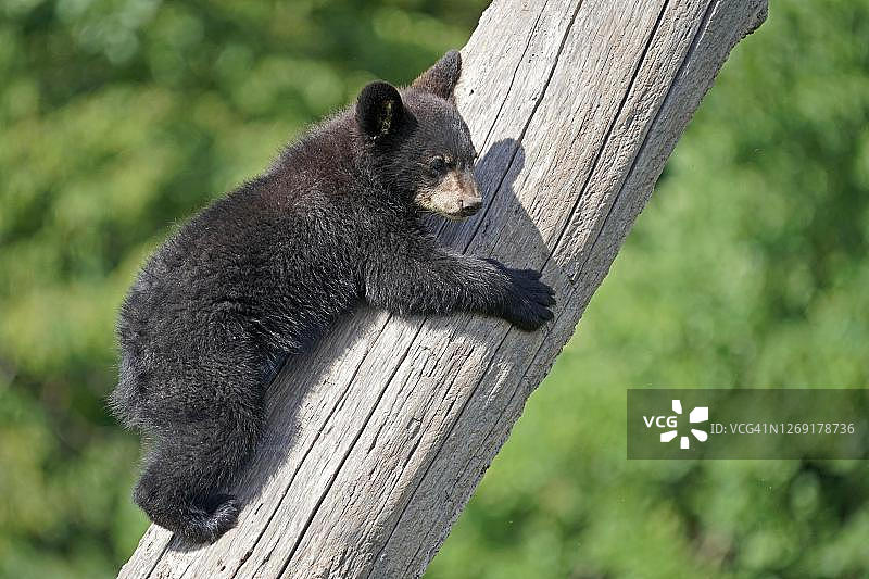 美国黑熊，年轻的爬在树上，法国图片素材