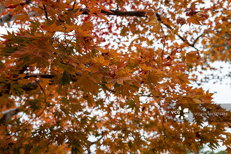 秋天的树叶在京都及其周围变红图片素材