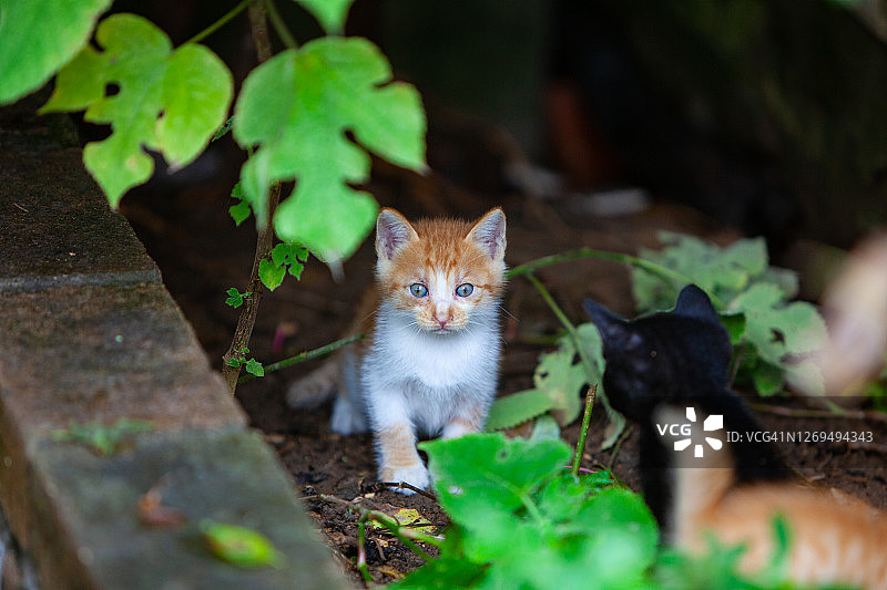 小猫在灌木丛中张望图片素材