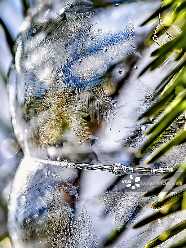 松树上的冰冻泡泡图片素材